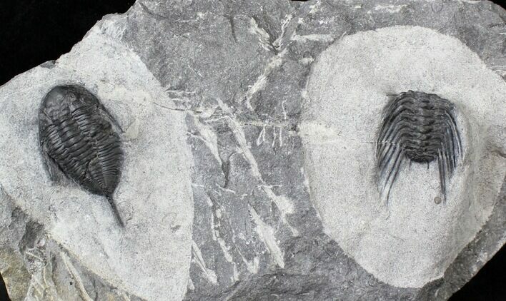 Mucronaspis & Selenopeltis Trilobites - Reduced Price #19808